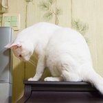 박스를 좋아하는 울 <b>포동</b>이!!!