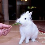<b>울집</b> 토끼 - 뚱이~