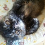 ~신기함주의~ 찌그러진 <b>꼬물</b>이들 목욕시키기ㅋㅋㅋㅋㅋㅋ