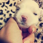 말티 3남매 <b>보름</b>후귀염터짐