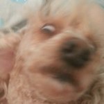 딕펑스에 빠진 주인,  덕펑스가되버린 덕자.