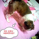 유기견 다운이의 분노의 개껌씹기 (실시간)ㅋㅋㅋ