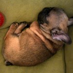 순둥이 프렌치<b>불독</b> 엔죠!!