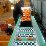 [수정]귤 드림 선정되신 분들 발표합니다