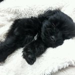 분양 사기 당했습니다..우리 강아지 반달이를 살려주세요...