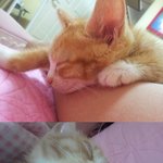 냥판] <b>아리</b>레오나비띠용이의 바쁜 하루와 잠버릇 #2