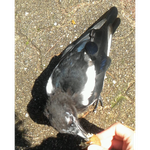 + 추가) 제가 아는 도둑 <b>까치</b>를 소개합니다 ㅋㅋㅋㅋㅋㅋ