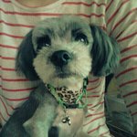 잃어버린 귀여운 강아지 주인을 찾습니다.