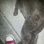 무지개다리에 서있는 <b>네오</b> 제발 도와주세요 사진有