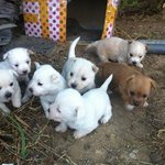 보신탕집 어미개가 몰래 난 새끼