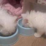 *냥판*스압*내뽀내찬 보람찬 묘생