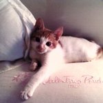 【 2탄】<b>나비</b> 성장기