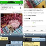 아픈강아지인거 숨기고 분양하고 잠적한 전주인 .. 도와주세여