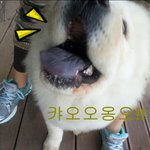 우리집 차우차우 ob (2탄!!)