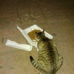 고양이 주인을 찾습니다. 대전광역시 <b>중구</b> 산성동