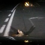 사진有)) 고라니 살해 로드킬 ... 경찰과 119 이래도 되나요...