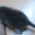 아깽이 길냥이... 도와주세요....