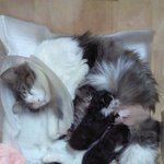 똥꼬발랄한 저희집 랑이의 <b>꼬물</b>이들 입니다~~~