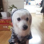 스피츠 폴리~