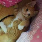 냥판] 우리 아리레오나비<b>띠용</b>이의 인기실감 !!!! 꺄하하하 (부제:...