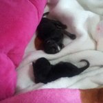 <b>탯줄</b>도 떨어지지않은 작은아기고양이..