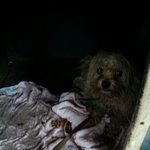 <b>순종</b> 마르티스 사랑으로 키워주실분 계세요? (사진有)