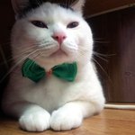 [냥판] <b>대두</b>김용배의 궁금해요?궁금하믄500언