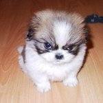 화난 표정도 귀여운 <b>동물</b>들