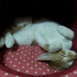 23살 자취녀생 <b>동물</b>농장에서 산다!!