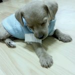 [유기견]이천<b>사</b>같은 아이를 누가버렸어요?