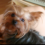 10/21 경기 사노동 구립 공설묘지 주차장에서 요크셔 찾아요!...