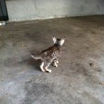 일본유학중 줏어온 길냥이 초코 ^^