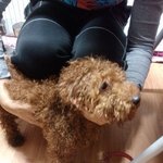 푸들 남<b>아아</b>가 정말 급하게 입양보내려 하고 있습니다 꼭좀 봐주세요...