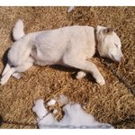 [진돗개판]  메롱하는 진돌이 꼬물이들