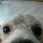 호두가 돌아왓개(3탄)