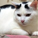 [냥판] <b>대두</b>김용배의 아프니까관심주세욧!!