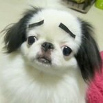 강아지, 고양이가 <b>눈썹</b>이 있다면?