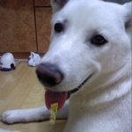 못말리는 진돗개 <b>짱아</b>>_<