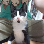 [고양이분양합니다] 사지마세요, 입양하세요!!