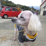 도와주세요!!!! 주인 잃어버린 애완견을 보호 중입니다.