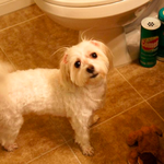 말티즈, 자기이빨 닦아달라구 쪼르는 강아지 보셨어요?!