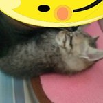 23살 자취녀생 <b>동물</b>농장에서 산다!! 3탄!!