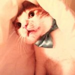 【3탄】울냥이 <b>나비</b> 넥타이 패션쇼