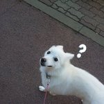 [안구정화주의]울막내 메리와 <b>산책</b>다녀옴^^