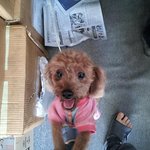 (부산 <b>사상구</b> 괘법동) 갈색푸들 여아 주인 찾습니다!