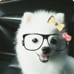 <b>세종</b>대왕님도 인정한 깡총구름이[6탄]