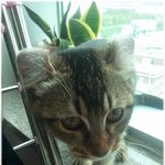 [냥판] 술좀 마실줄 아는 우리냥이-미호