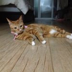 시크한 흰양말 고양이 양고입니다.