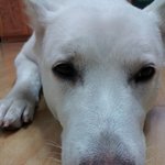 못말리는 진돗개 <b>짱아</b> >_<  2탄!!!!!!!!!