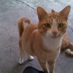 김용배씨만큼 <b>대두</b>우리냥